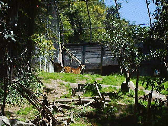 SDZoo040100d