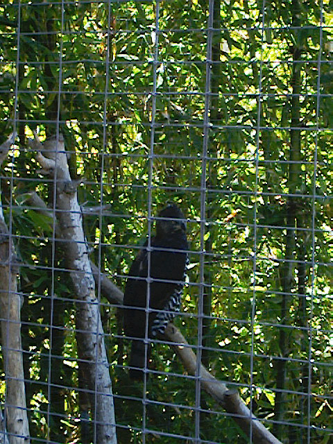 SDZoo040100e