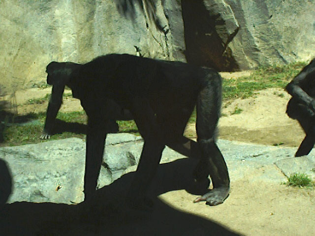SDZoo040100f