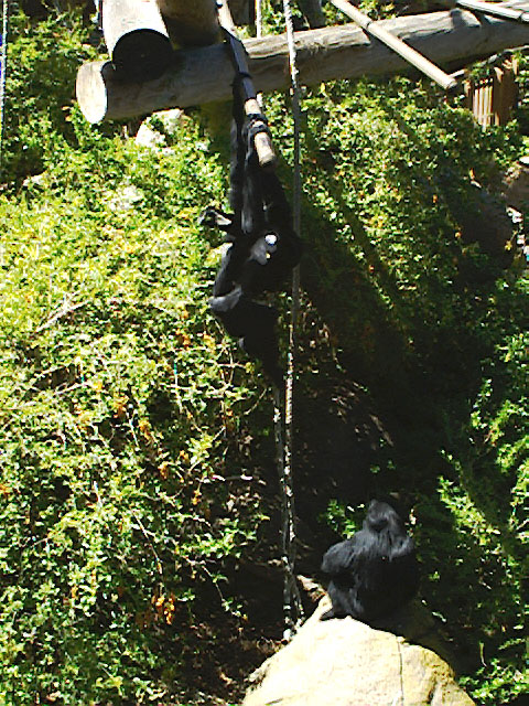 SDZoo040100h
