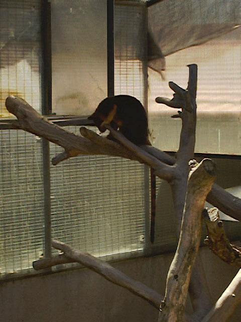 SDZoo040100l