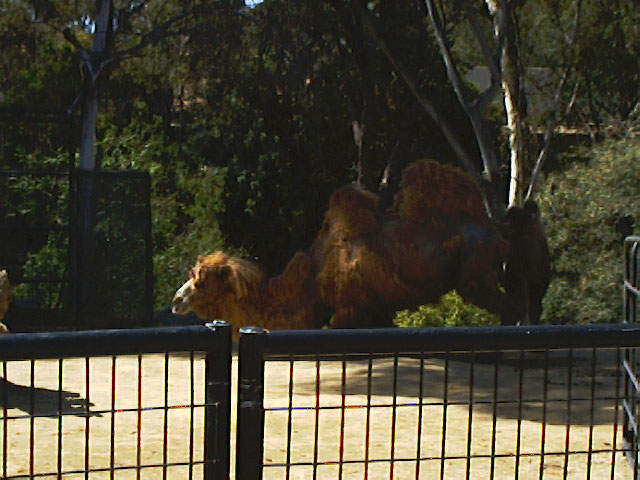 SDZoo040100m