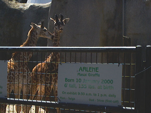 SDZoo040100p