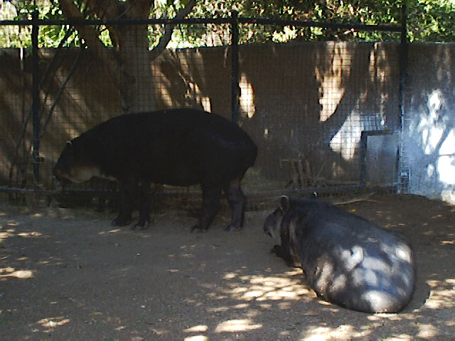 SDZoo040100r