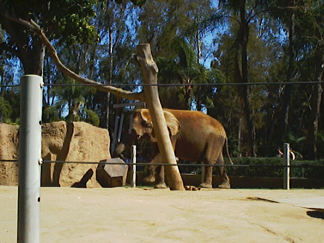SDZoo040100s