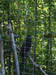 SDZoo040100e
