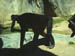 SDZoo040100f