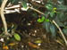 SDZoo040100g