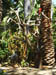 SDZoo040100j