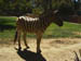 SDZoo040100n