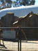 SDZoo040100o