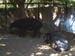 SDZoo040100r