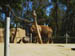 SDZoo040100s