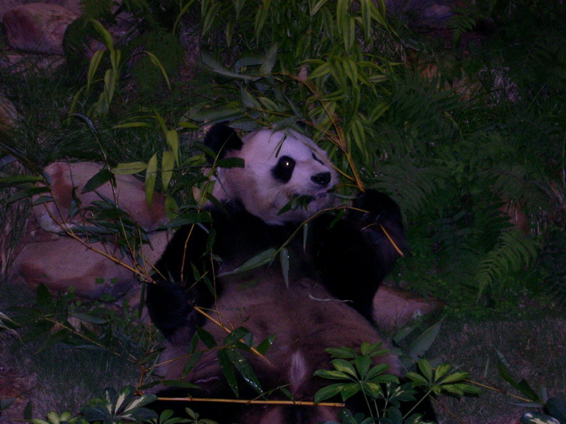 DSCN0104.JPG