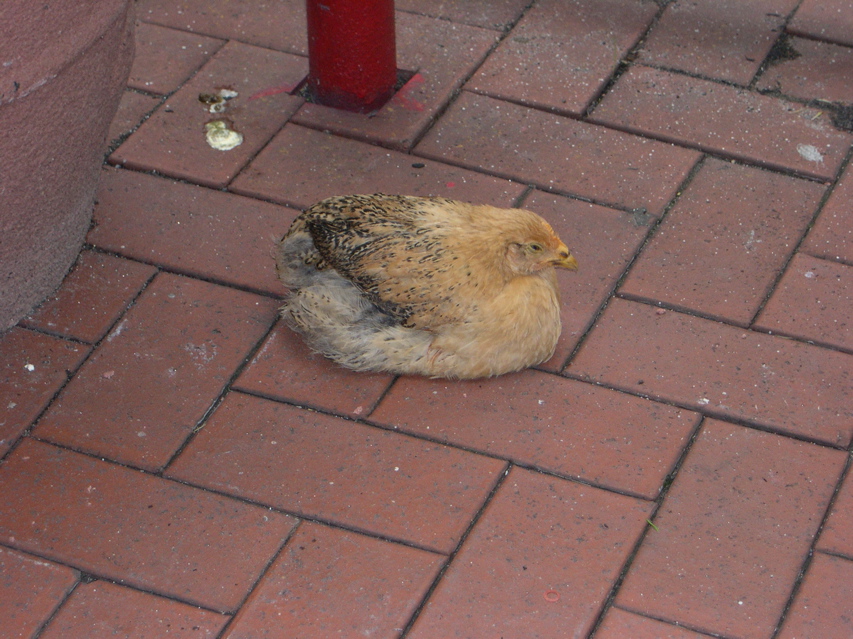 DSCN0024.JPG