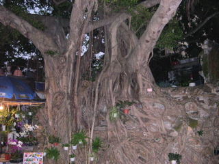 DSCN0041.JPG