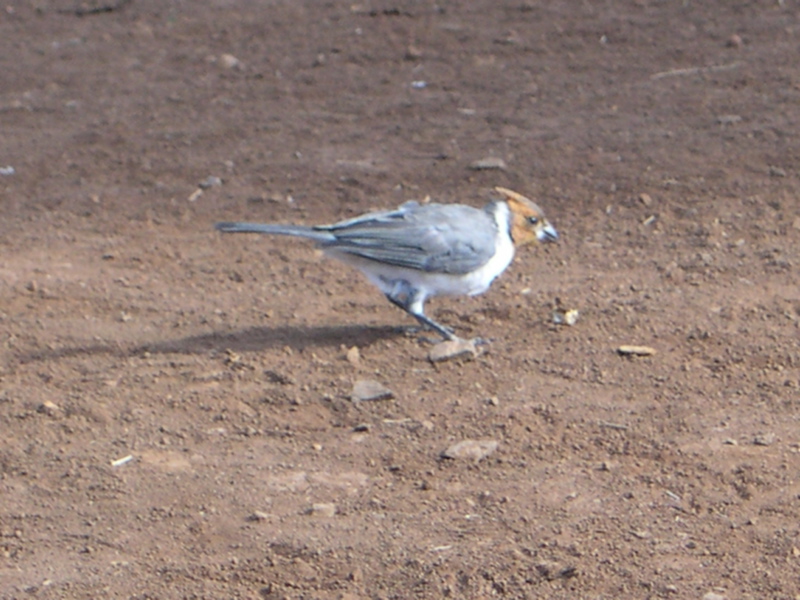 DSCN0082.JPG