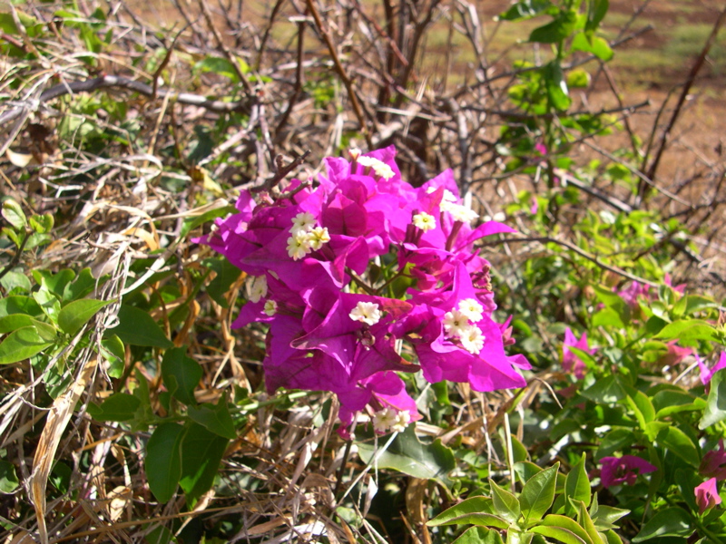 DSCN0089.JPG