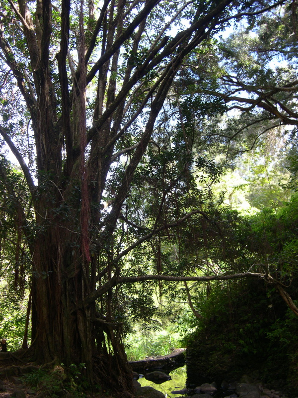 DSCN0110.JPG