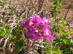 DSCN0089.JPG