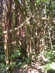 DSCN0098.JPG