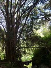 DSCN0110.JPG
