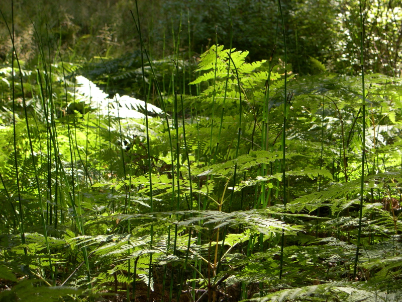 DSCN0046.JPG