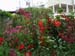 Getty_16